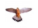 Визуальный отпугиватель птиц Хищник-3 (Пустельга)