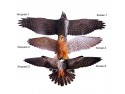 Визуальный отпугиватель птиц Хищник-3 (Пустельга)